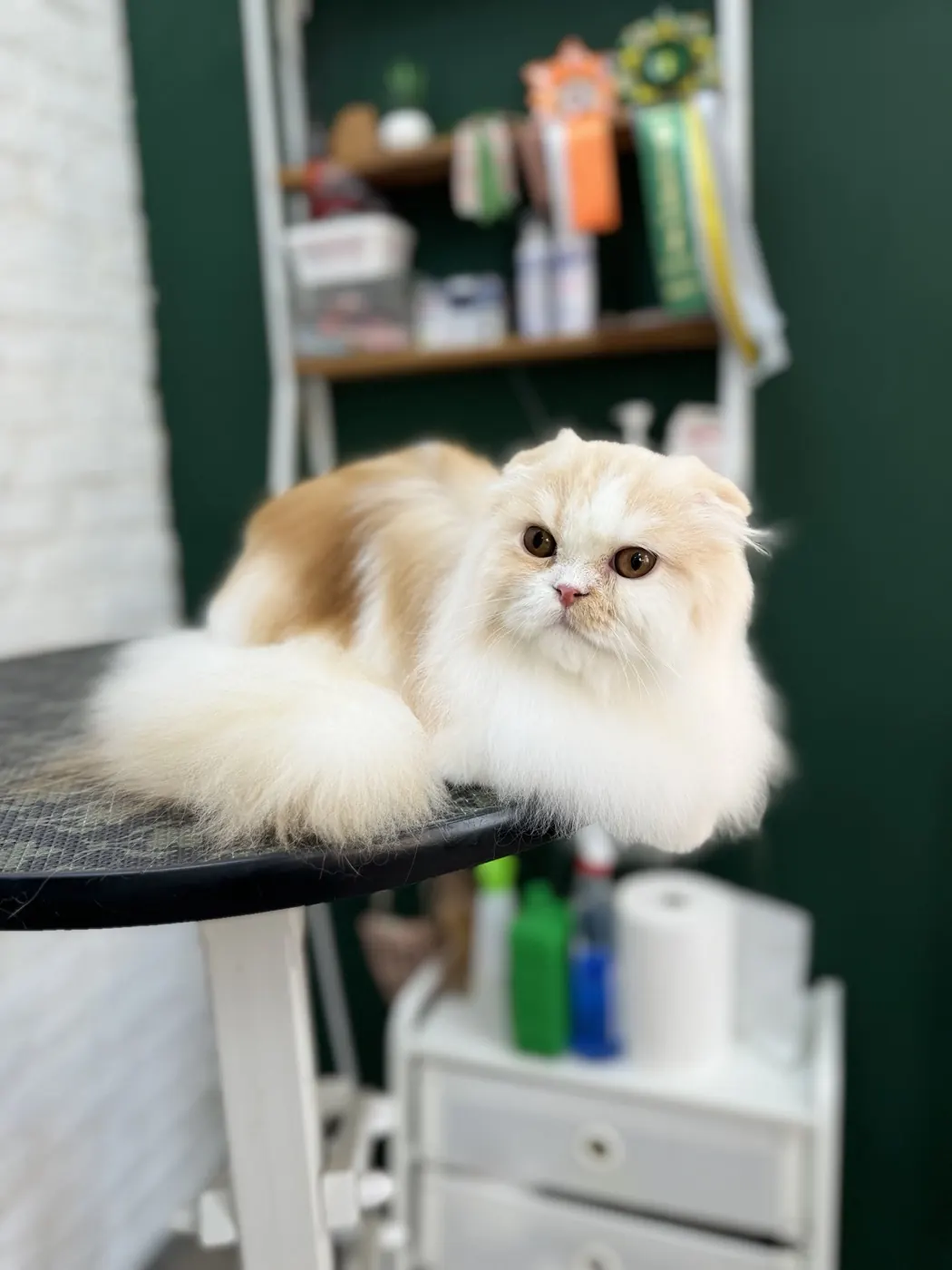 Шотландская вислоухая кошка