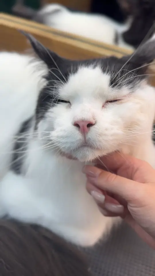 Кот на столе