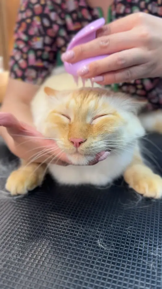 Вычёсывание кошки